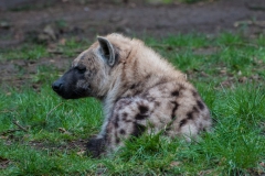 Dierenpark Amersfoort 2015