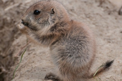 Dierenpark Emmen 2015