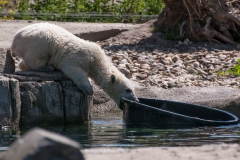 Diergaarde Blijdorp mei 2015