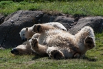 blijdorp0615-6