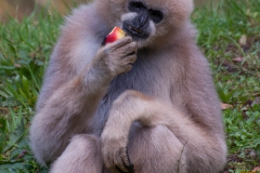 Zoo Parc Overloon