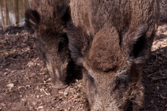 Wildpark Aardhuis