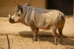 antwerpenzoo-11