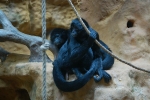 antwerpenzoo-2