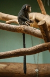 antwerpenzoo-3