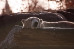blijdorp_0111-2