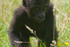 Burgers Zoo Arnhem