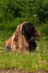 burgerszoo-10
