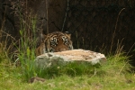 burgerszoo-4