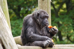 Edinburgh Zoo