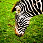 edinburghzoo-11