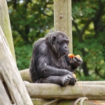 edinburghzoo-16