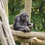 edinburghzoo-17