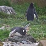 edinburghzoo-3