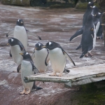 edinburghzoo-5