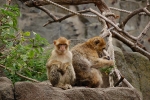 edinburghzoo-7